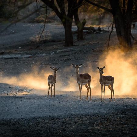 Gabus Safari Lodge Otavi Eksteriør billede