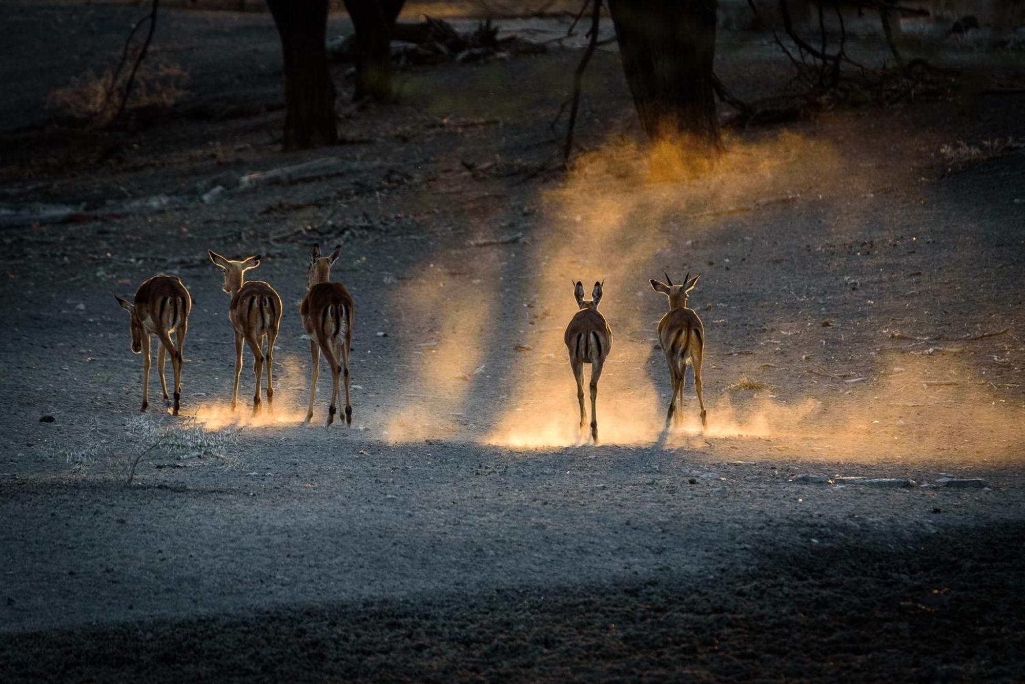 Gabus Safari Lodge Otavi Eksteriør billede