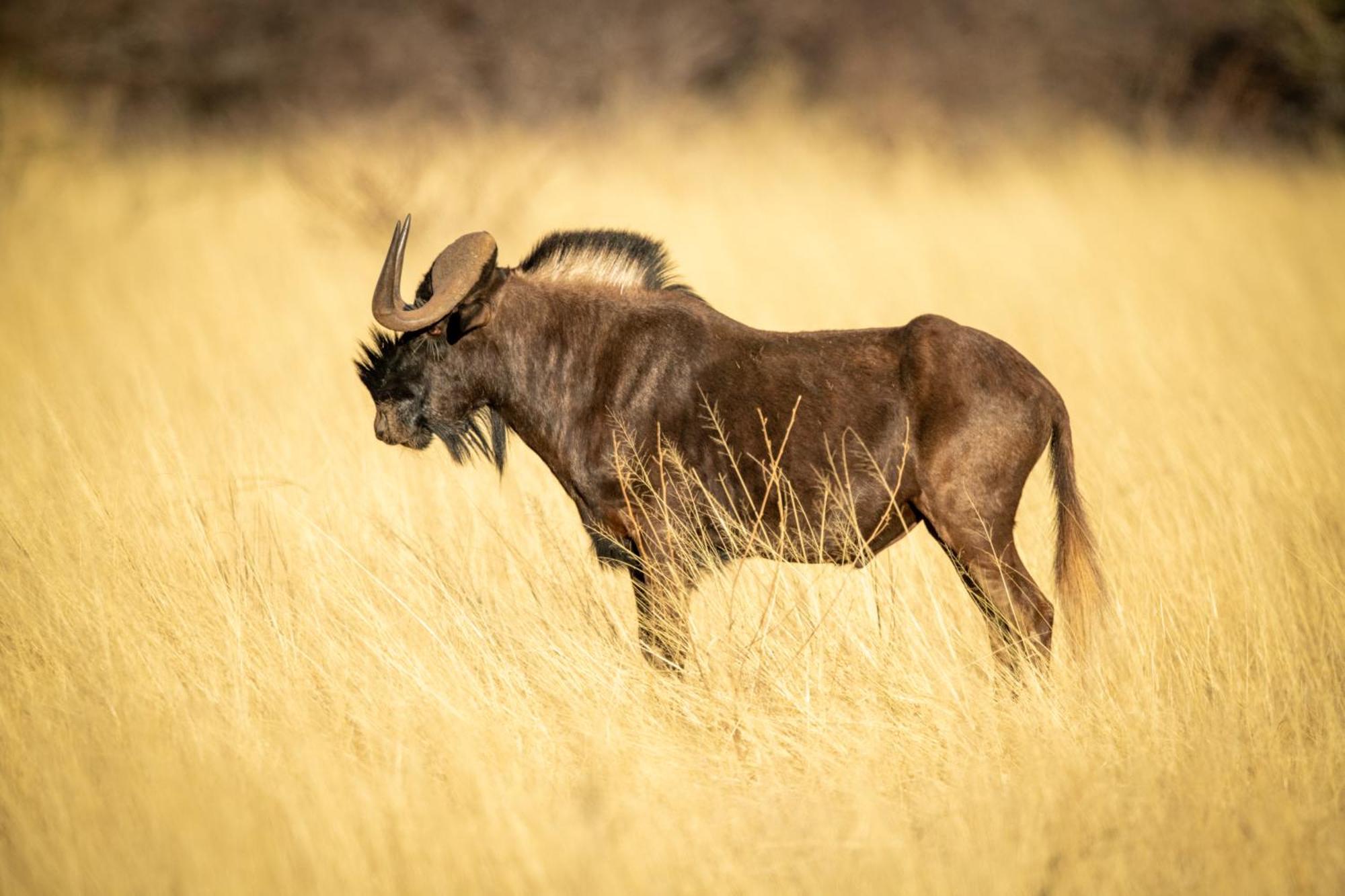 Gabus Safari Lodge Otavi Eksteriør billede