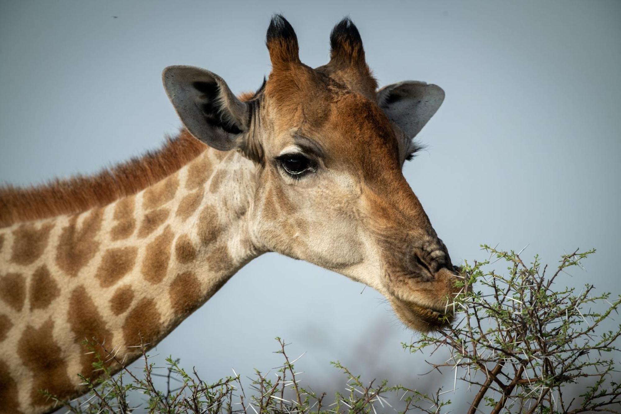 Gabus Safari Lodge Otavi Eksteriør billede