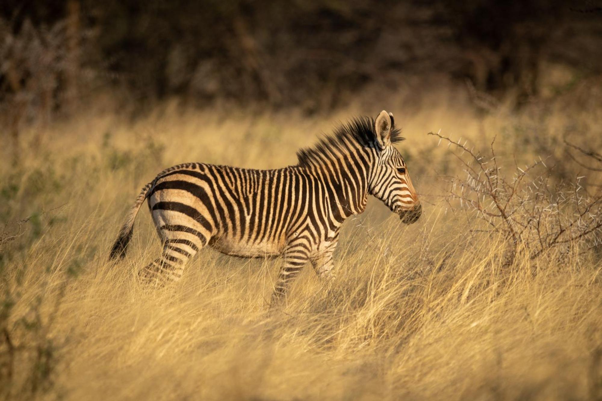 Gabus Safari Lodge Otavi Eksteriør billede