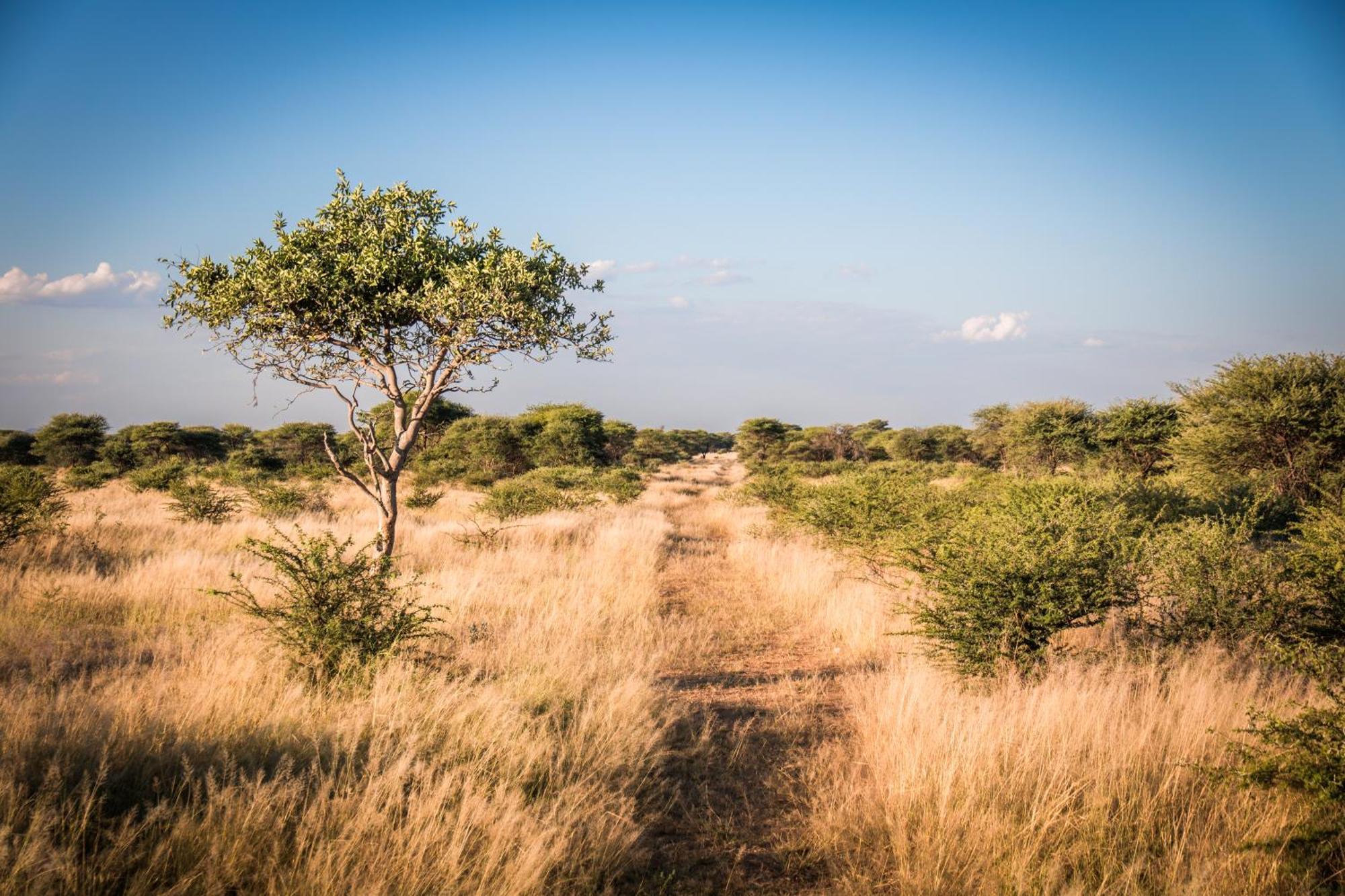 Gabus Safari Lodge Otavi Eksteriør billede
